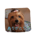 かわいい♡ヨークシャーテリア♡（個別スタンプ：2）