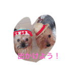 かわいい♡ヨークシャーテリア♡（個別スタンプ：5）