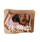 かわいい♡ヨークシャーテリア♡（個別スタンプ：6）