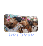 かわいい♡ヨークシャーテリア♡（個別スタンプ：8）