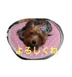 かわいい♡ヨークシャーテリア♡（個別スタンプ：12）