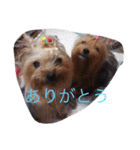かわいい♡ヨークシャーテリア♡（個別スタンプ：16）