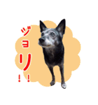 愛犬ジョリちゃん（個別スタンプ：3）