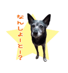 愛犬ジョリちゃん（個別スタンプ：11）