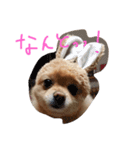 フヌーピー3（個別スタンプ：5）