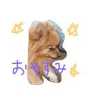 フヌーピー3（個別スタンプ：9）