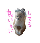 フヌーピー3（個別スタンプ：12）
