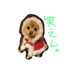 フヌーピー3（個別スタンプ：15）