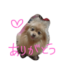 フヌーピー3（個別スタンプ：17）
