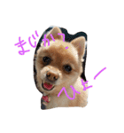フヌーピー3（個別スタンプ：22）