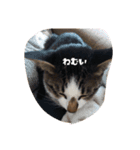 ねこのミィ（個別スタンプ：1）