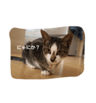 ねこのミィ（個別スタンプ：2）