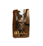 ねこのミィ（個別スタンプ：4）