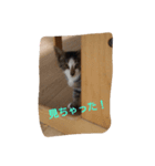 ねこのミィ（個別スタンプ：5）