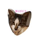ねこのミィ（個別スタンプ：6）