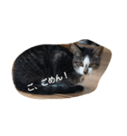 ねこのミィ（個別スタンプ：7）