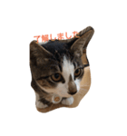 ねこのミィ（個別スタンプ：8）