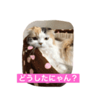 happy's dairy life two（個別スタンプ：1）