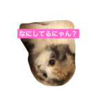 happy's dairy life two（個別スタンプ：3）