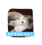 happy's dairy life two（個別スタンプ：5）