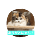 happy's dairy life two（個別スタンプ：6）