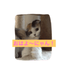 happy's dairy life two（個別スタンプ：11）