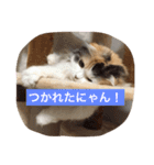 happy's dairy life two（個別スタンプ：12）