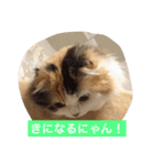 happy's dairy life two（個別スタンプ：14）