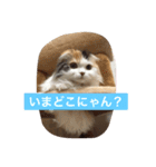 happy's dairy life two（個別スタンプ：15）