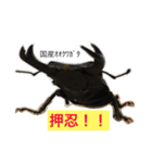 クワガタ＆かぶと虫スタンプ（個別スタンプ：1）