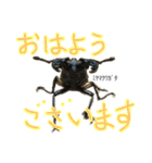クワガタ＆かぶと虫スタンプ（個別スタンプ：2）