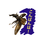 クワガタ＆かぶと虫スタンプ（個別スタンプ：4）