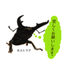 クワガタ＆かぶと虫スタンプ（個別スタンプ：6）