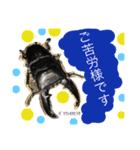 クワガタ＆かぶと虫スタンプ（個別スタンプ：13）