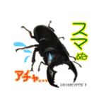 クワガタ＆かぶと虫スタンプ（個別スタンプ：16）