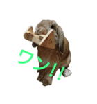 ワンコになりたいうさぎ 1（個別スタンプ：1）