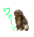 ワンコになりたいうさぎ 1（個別スタンプ：2）