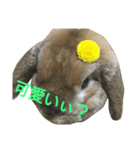 ワンコになりたいうさぎ 1（個別スタンプ：4）