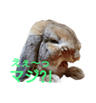 ワンコになりたいうさぎ 1（個別スタンプ：5）