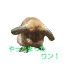 ワンコになりたいうさぎ 1（個別スタンプ：6）