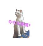 cat fo momo2（個別スタンプ：1）