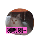 cat fo momo2（個別スタンプ：2）