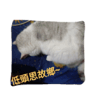 cat fo momo2（個別スタンプ：4）