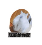 cat fo momo2（個別スタンプ：5）