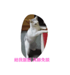 cat fo momo2（個別スタンプ：8）