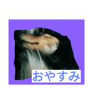 chibi＆gonta（個別スタンプ：5）