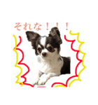 チワワパーク（個別スタンプ：1）