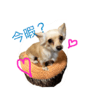 チワワパーク（個別スタンプ：2）