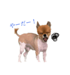チワワパーク（個別スタンプ：4）