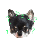 チワワパーク（個別スタンプ：6）